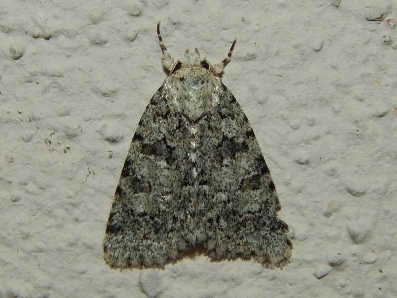 Nyctobrya (Bryopsis) muralis